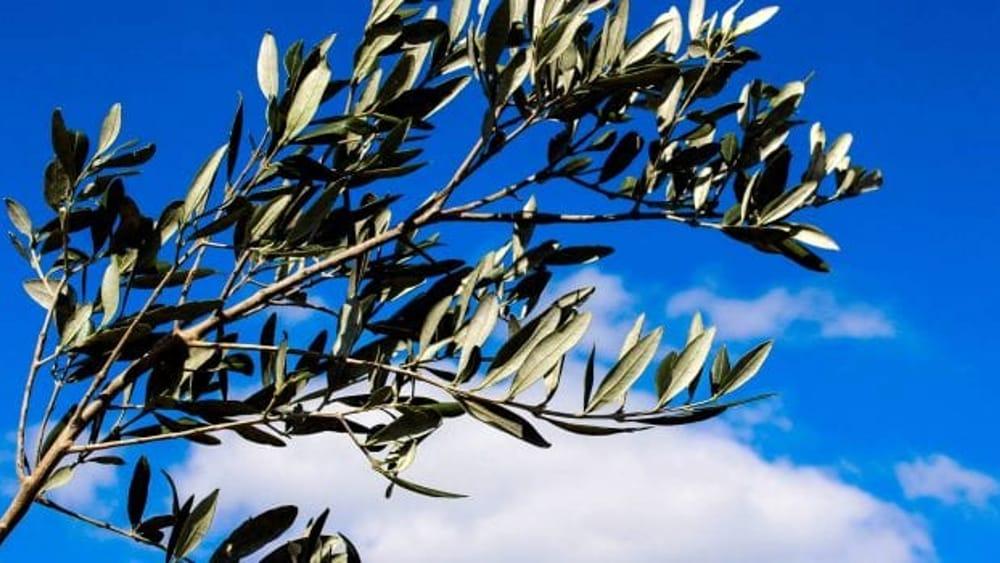 Ramo di ulivo su sfondo con cielo azzuzzo