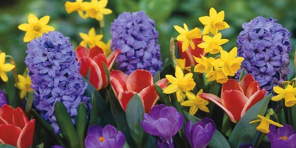 Aiuola con fiori. Tulipani, narcisi e giacinti