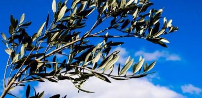 Ramo di ulivo su sfondo con cielo azzuzzo