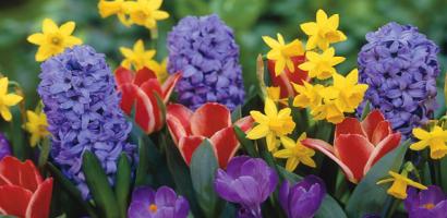 Aiuola con fiori. Tulipani, narcisi e giacinti